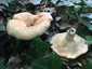 Begöngyöltszélű tejelőgomba (Lactarius zonarius), Pilis. Fehéres színű, gödörkés felületű, üregesedő tönk